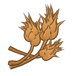 Wheat